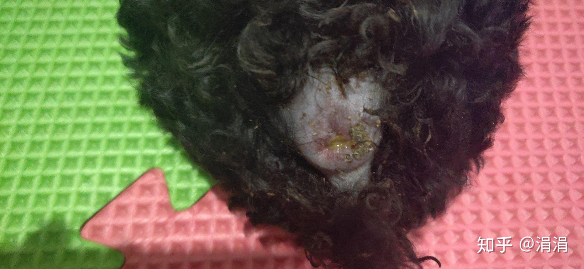 狗狗肛门发炎有什么症状