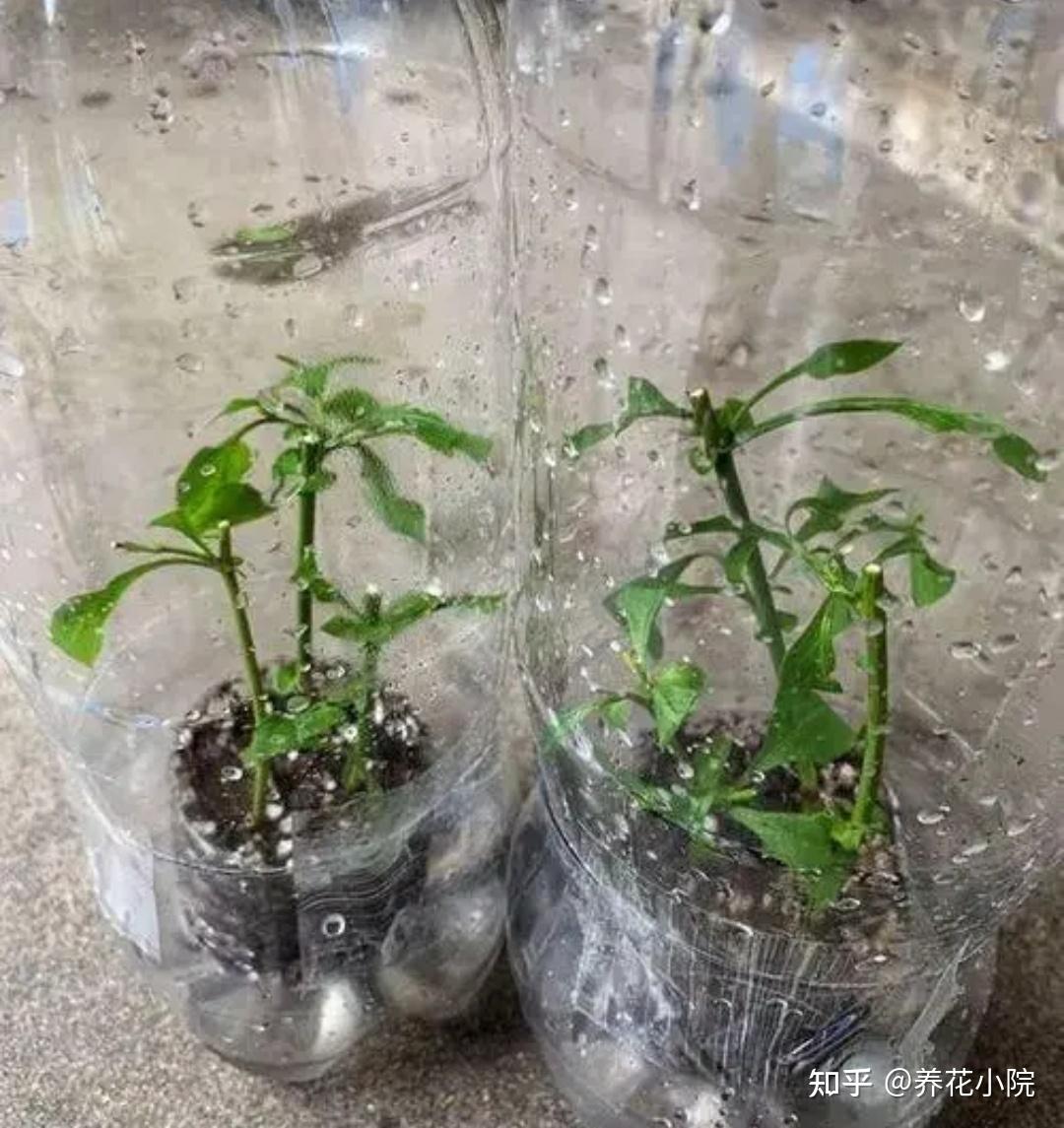 植物扦插繁殖的时候学会这几招，很容易生根发芽，你学会了哪种？