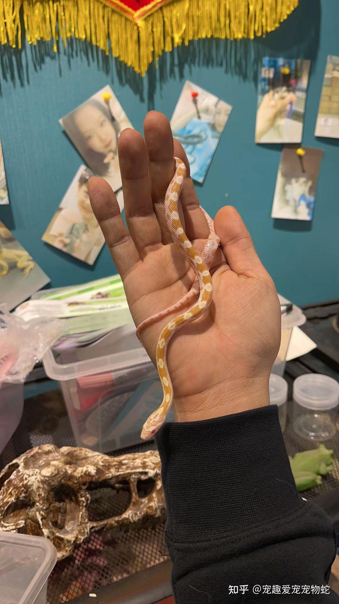 你知道哪些鲜有人知的小众宠物