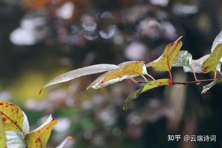 十五首唯美的秋雨诗词,不堪红叶青苔地,又是凉风暮雨天 - 知乎