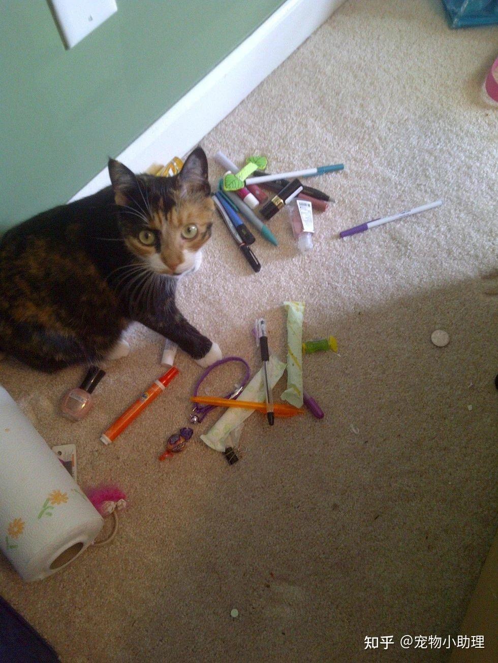 大家发现过小猫咪藏什么奇怪的东西吗,会藏在哪? - 知乎