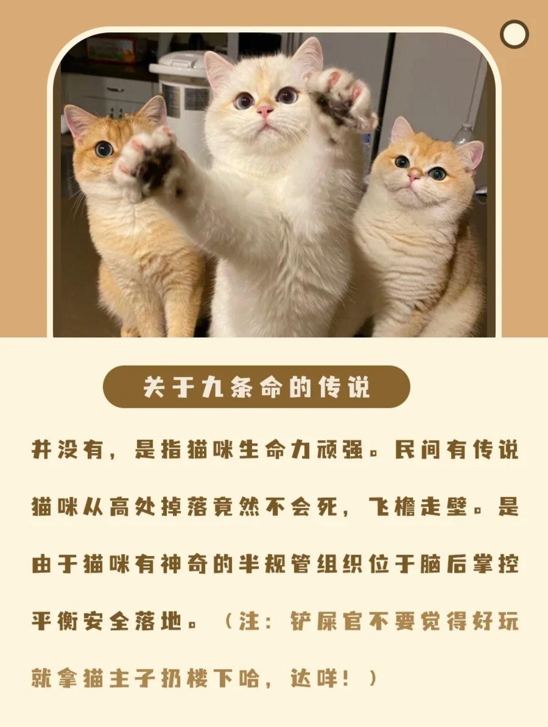 猫咪冷知识