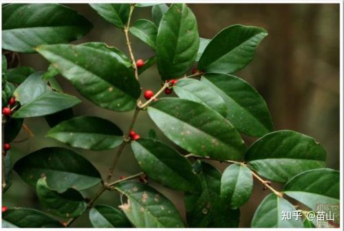 一样中药叫黄脚鸡项清热解毒学名是什么