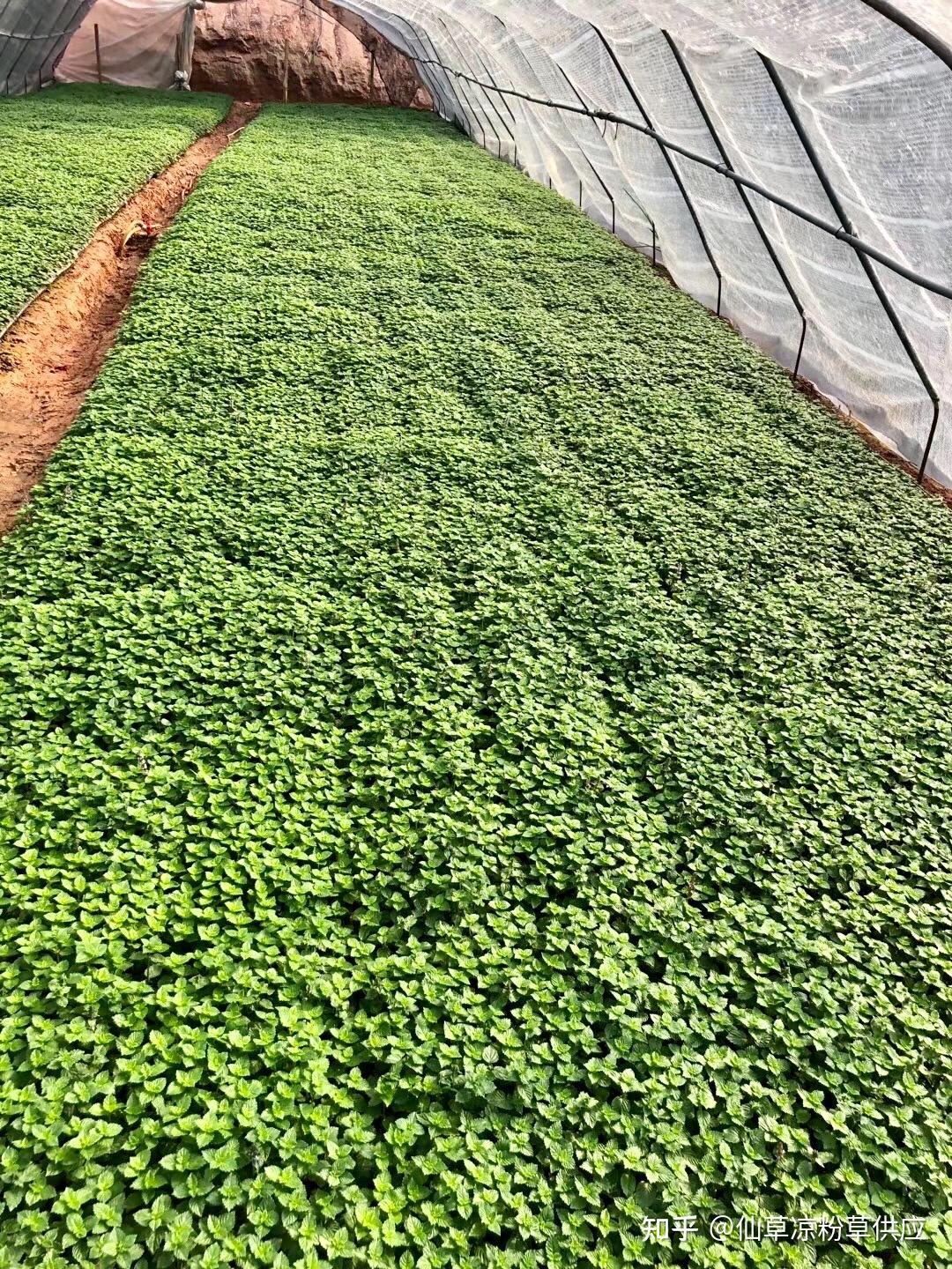 武平凉粉草仙草