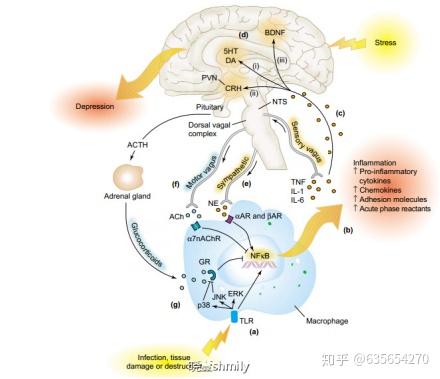 垂体-甲状腺轴(hpt)及下丘脑-垂体-生长素轴(hpgh)改变与抑郁障碍有关