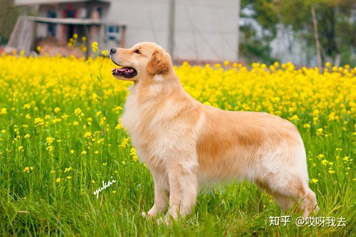 这6种“大狗”在城市养也可以,没有被禁养! - 知乎