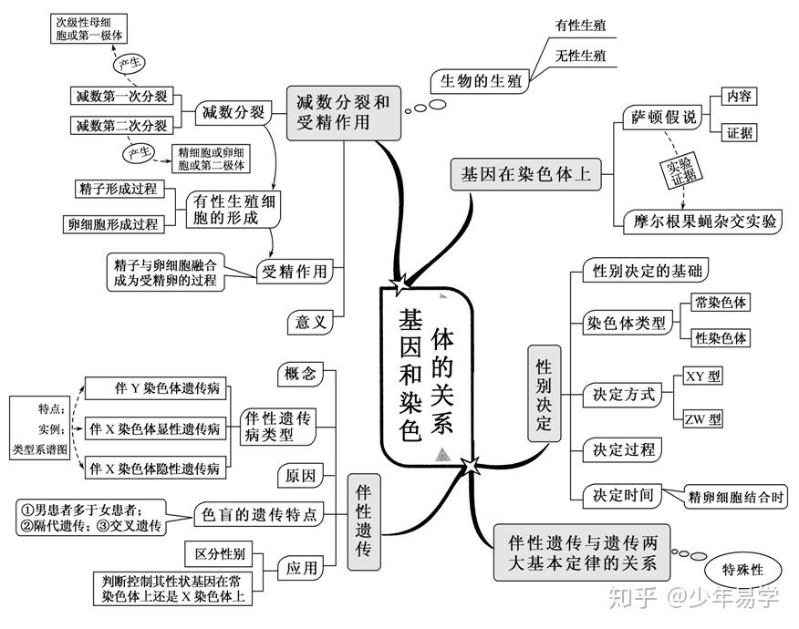 基因和染色体的关系