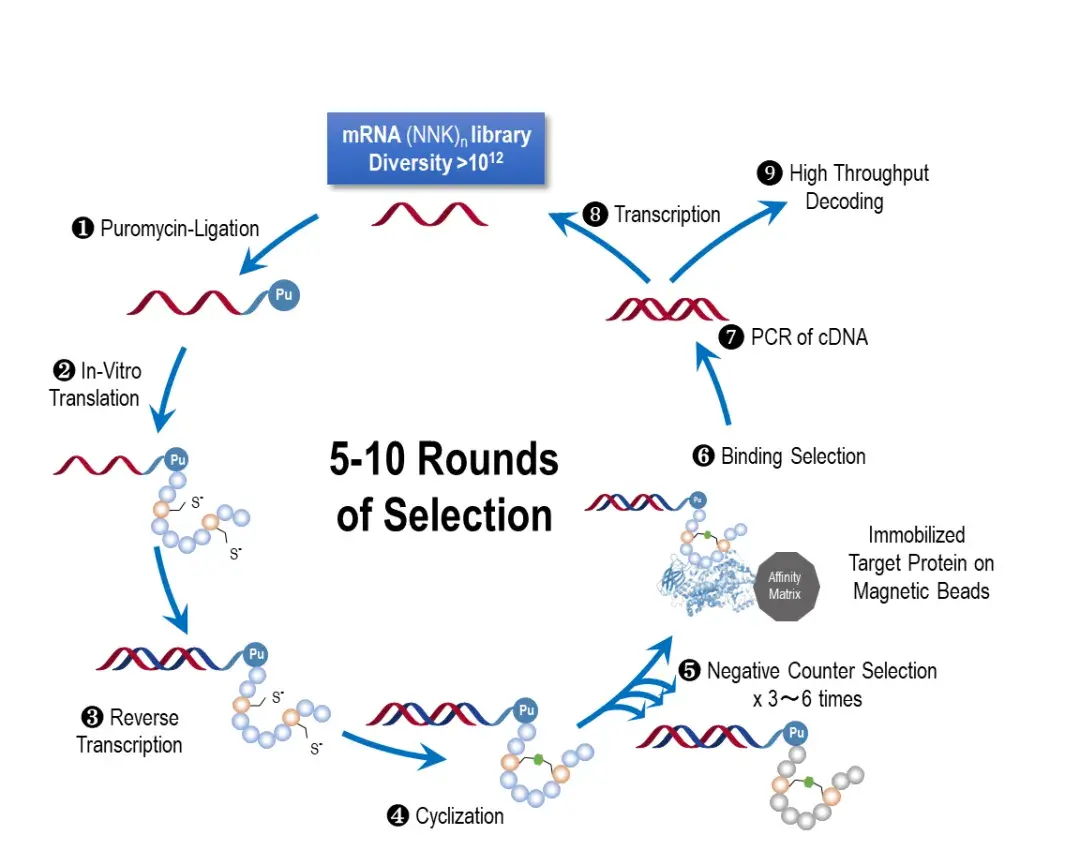 mRNA 展示技术:解锁多肽药物发现的潜力 - 知乎