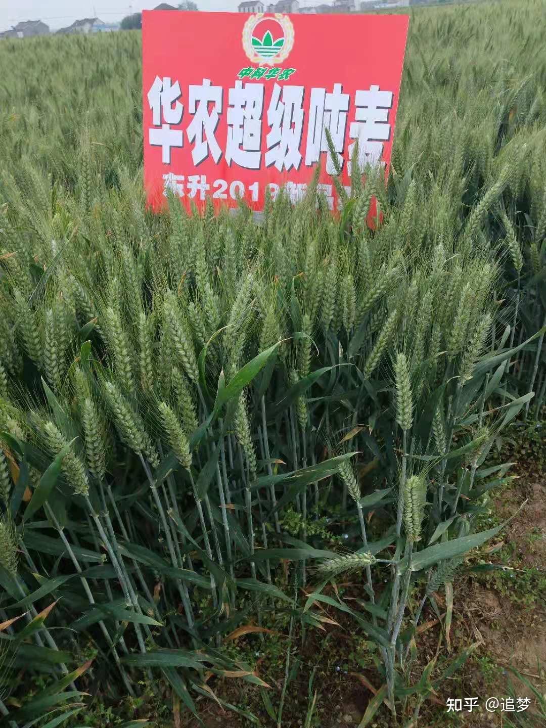 华农超级吨麦育种人商东升执着耕耘三十载只为一粒高产种