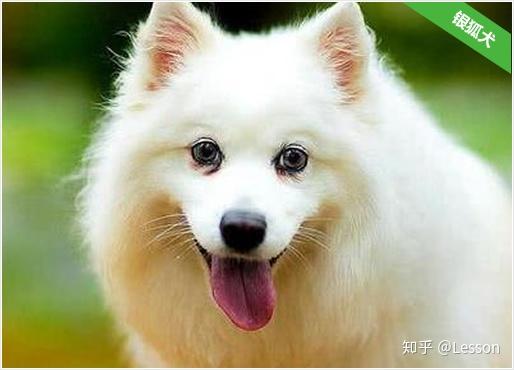 银狐犬价格 好不好养 知乎