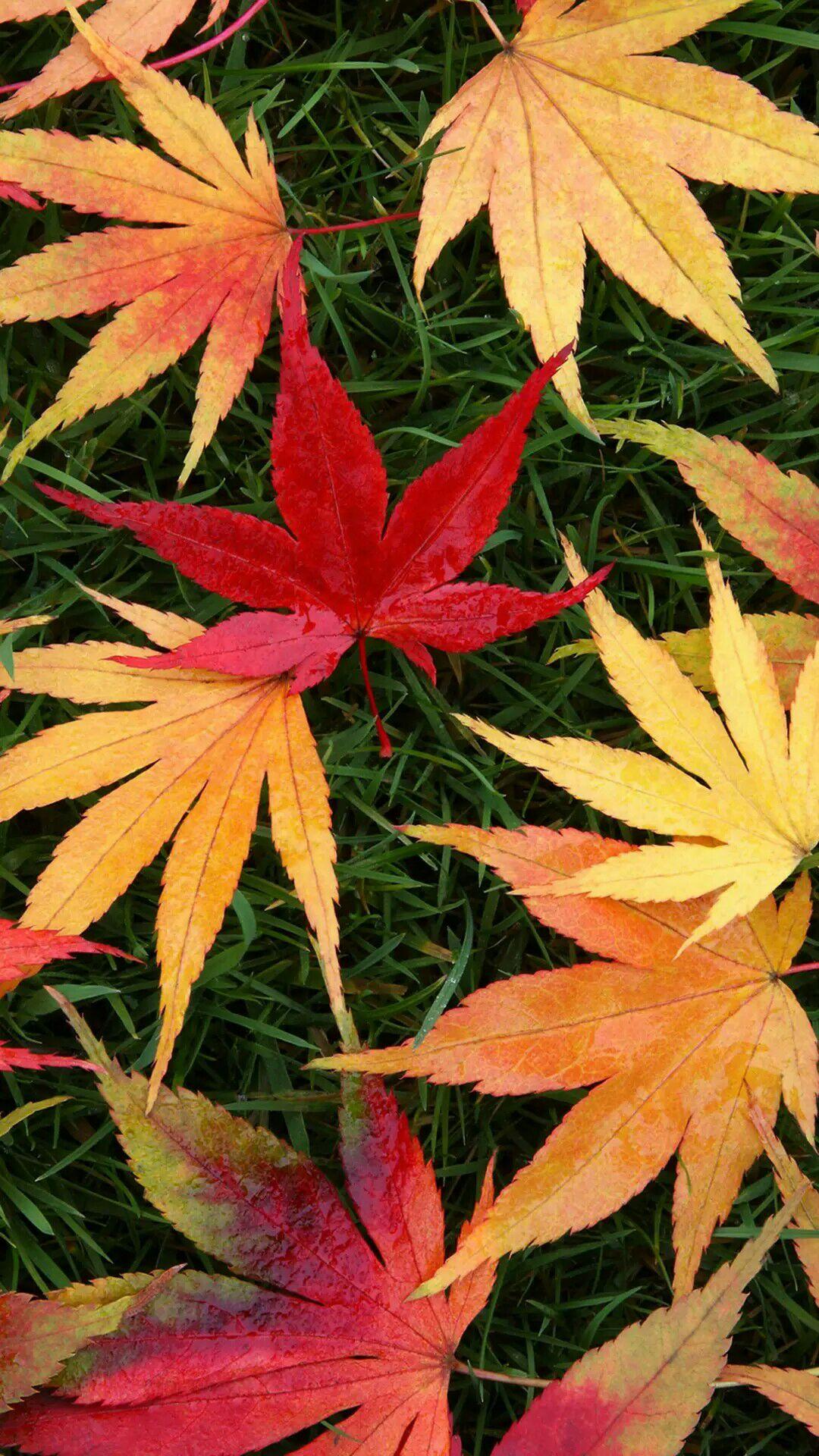 物联网专业毕业生最新动态?