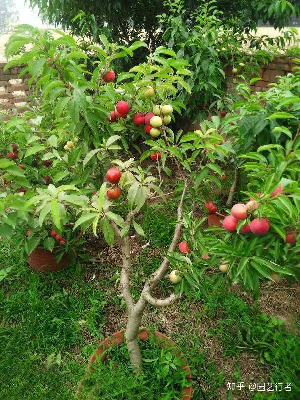 上篇圖文——介紹了家庭盆栽無花果,果桑,當年結果的栽培方法.學