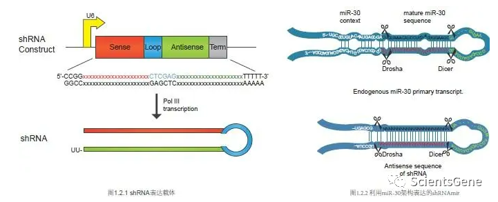 Rnai的原理和载体构建 - 知乎