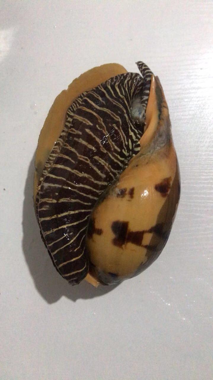 请问孕妇能吃黄螺吗在线等急急急等答案下锅求各路大神不佞赐教