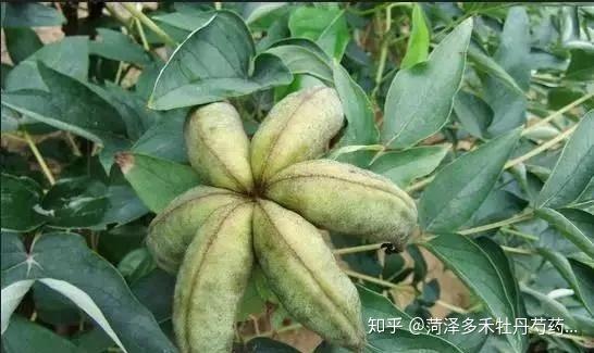 紫斑牡丹种子的