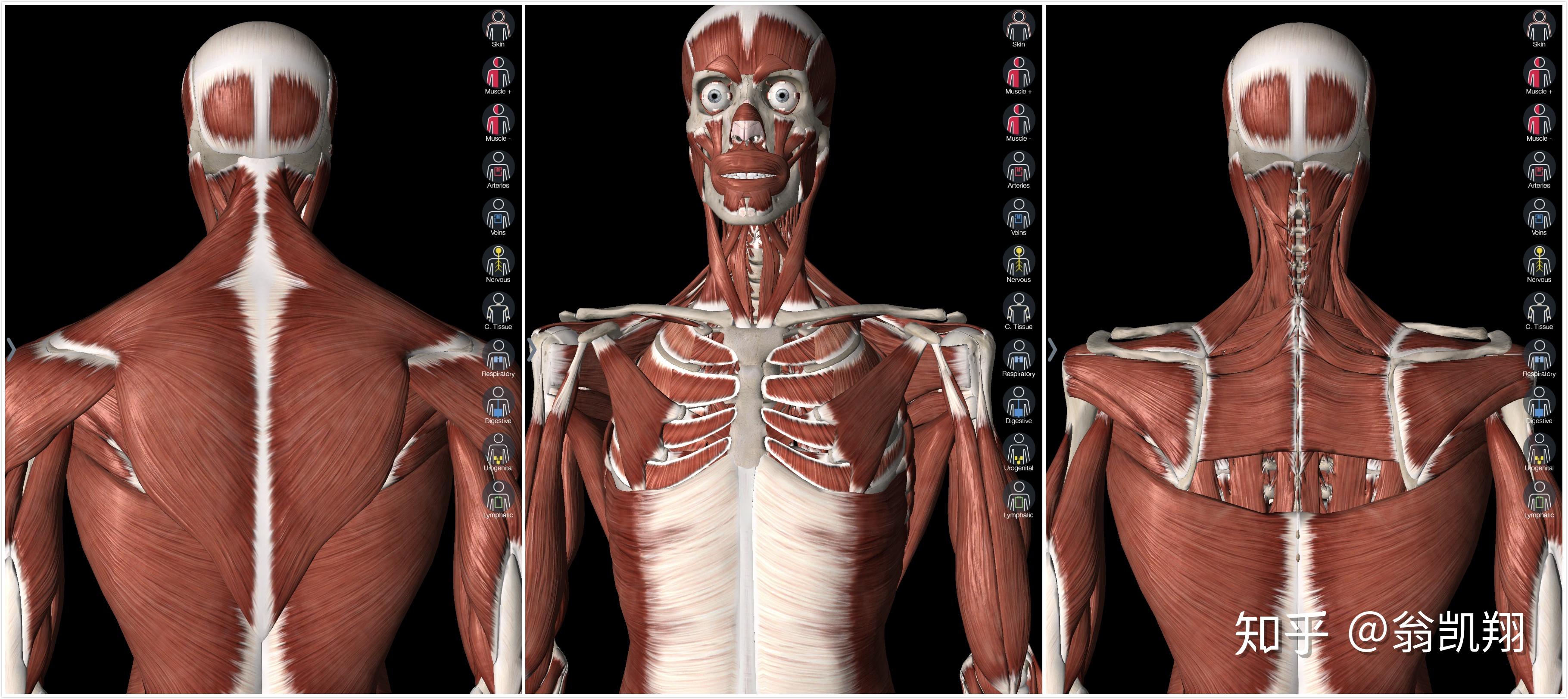 头骨的骨骼与肌肉学习-普画网