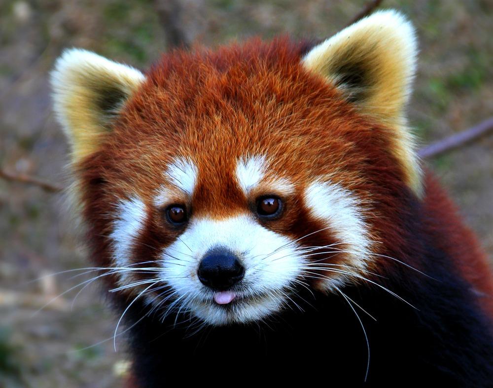 【(犭多)即】即 小熊猫