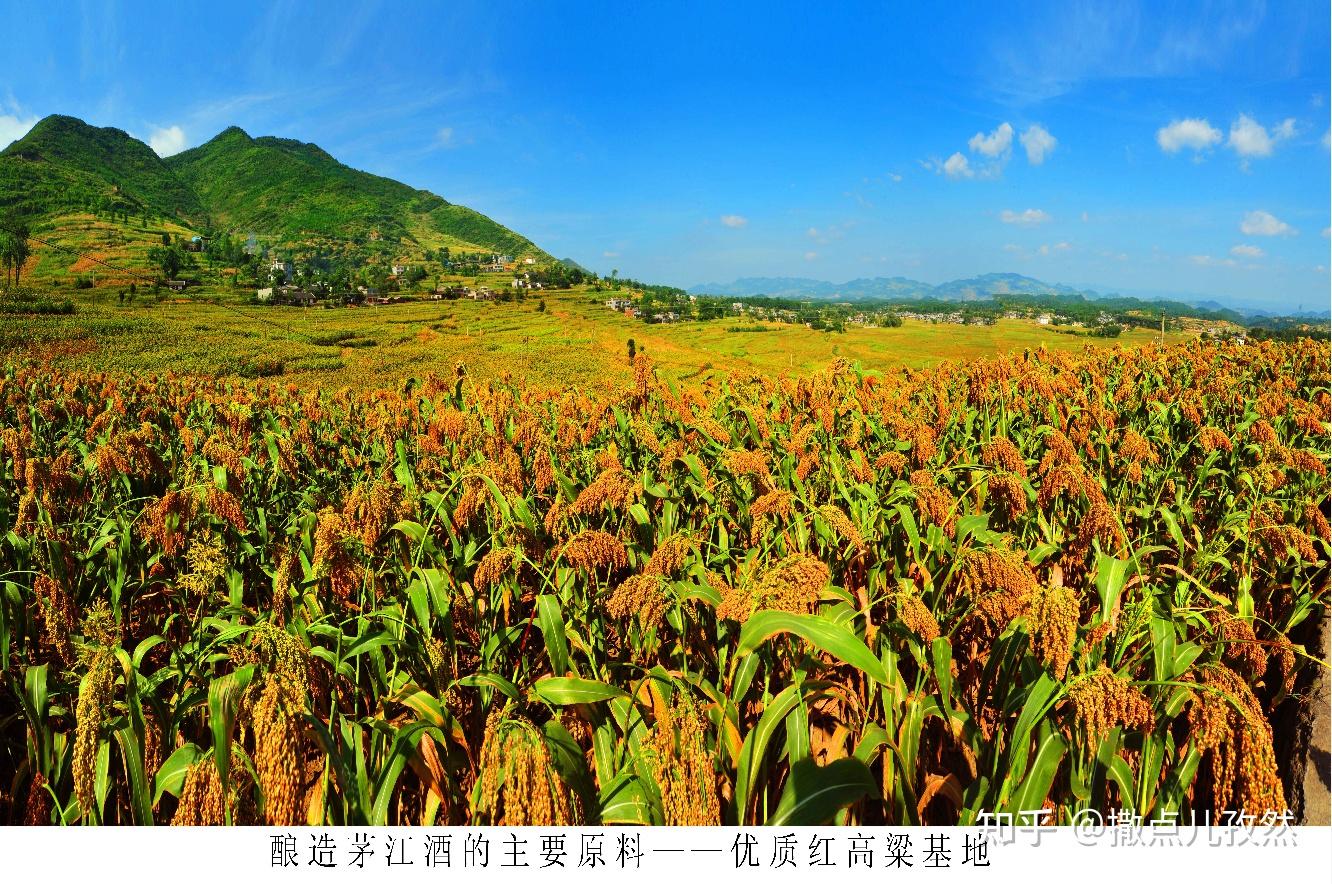 万亩高粱基地从源头把控每一个酿酒环节而茅江酒厂酿造酱酒甚至酒精酒