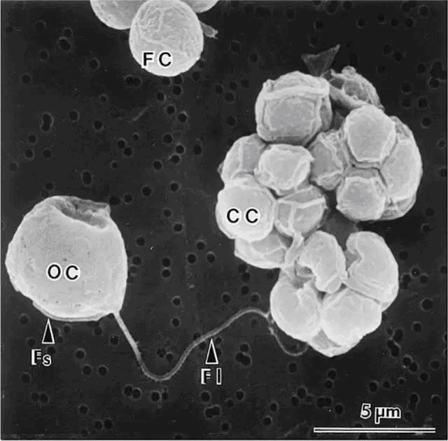 單細胞生物如何演化為多細胞生物