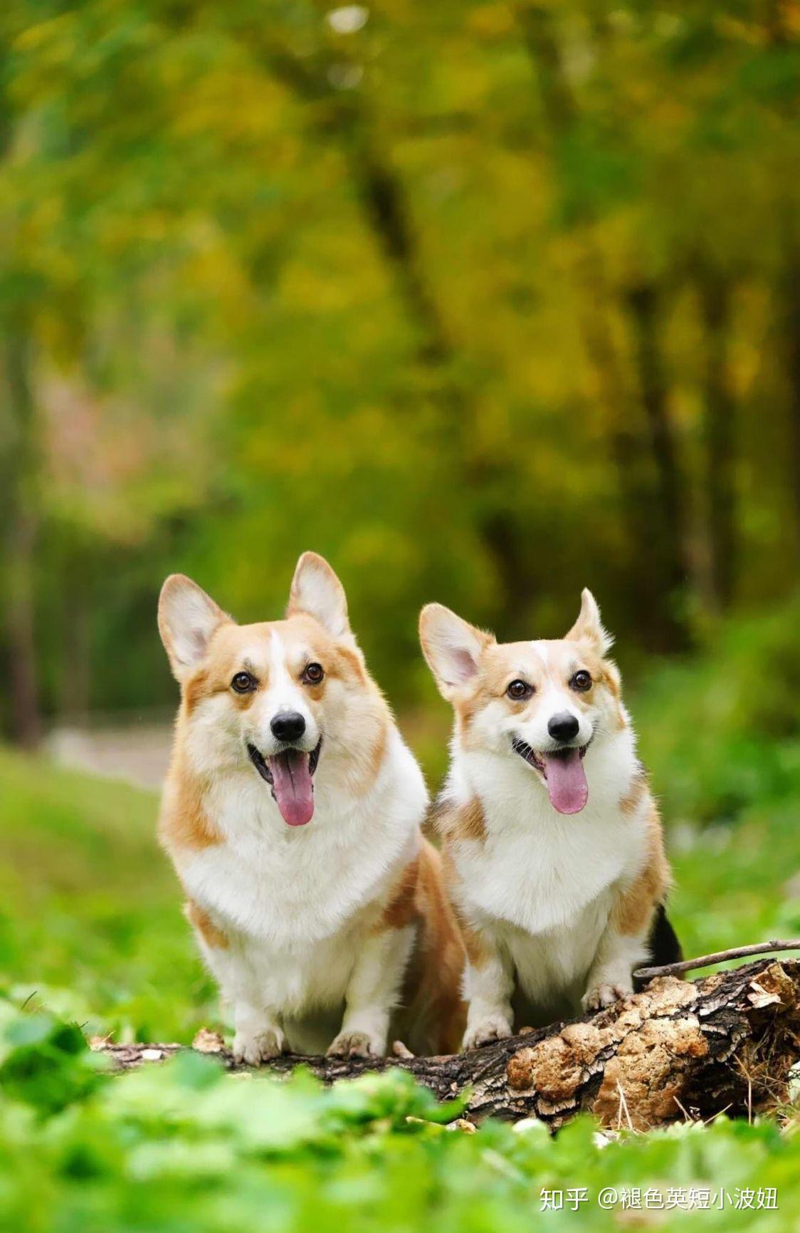 为什么小狗和大狗相遇,小狗叫的很凶,而大狗沉默不语?