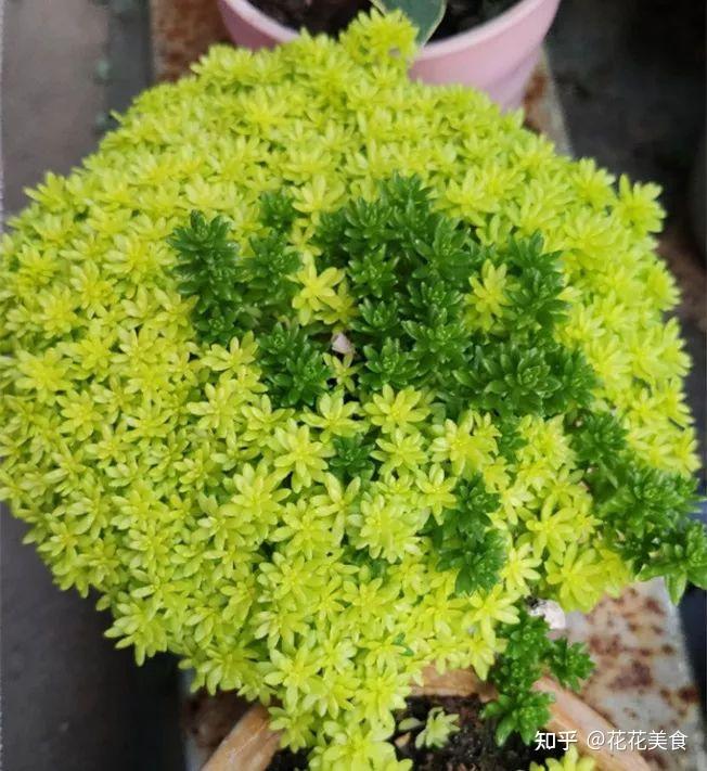 养盆护盆草,比绿吊兰还好养! - 知乎