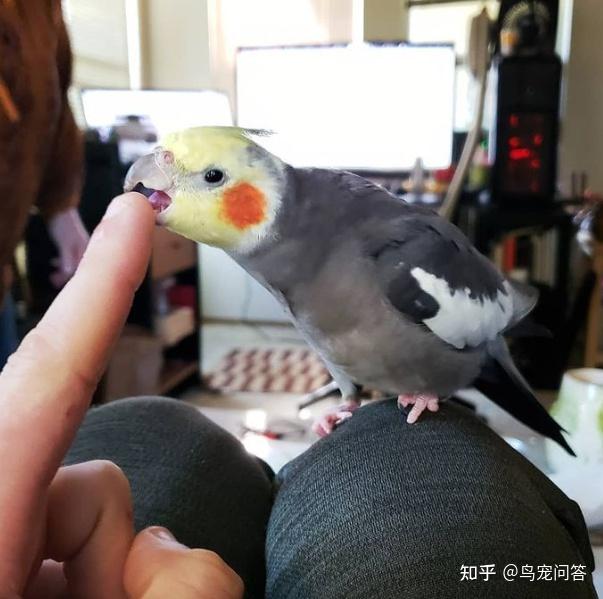 母鸟咬死雏鸟的真实原因 - 知乎