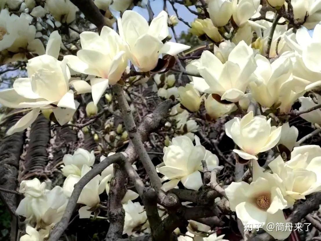 太好看了,满树芳华,苏式浪漫玉兰花已开,引无数游客驻足拍摄 - 知乎
