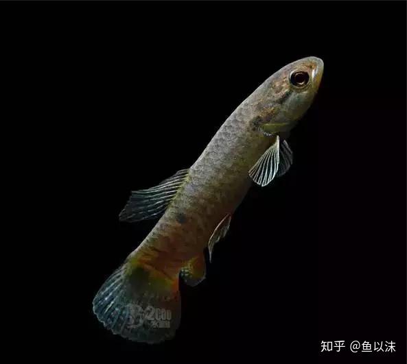 罕見的原生觀賞魚 - 知乎