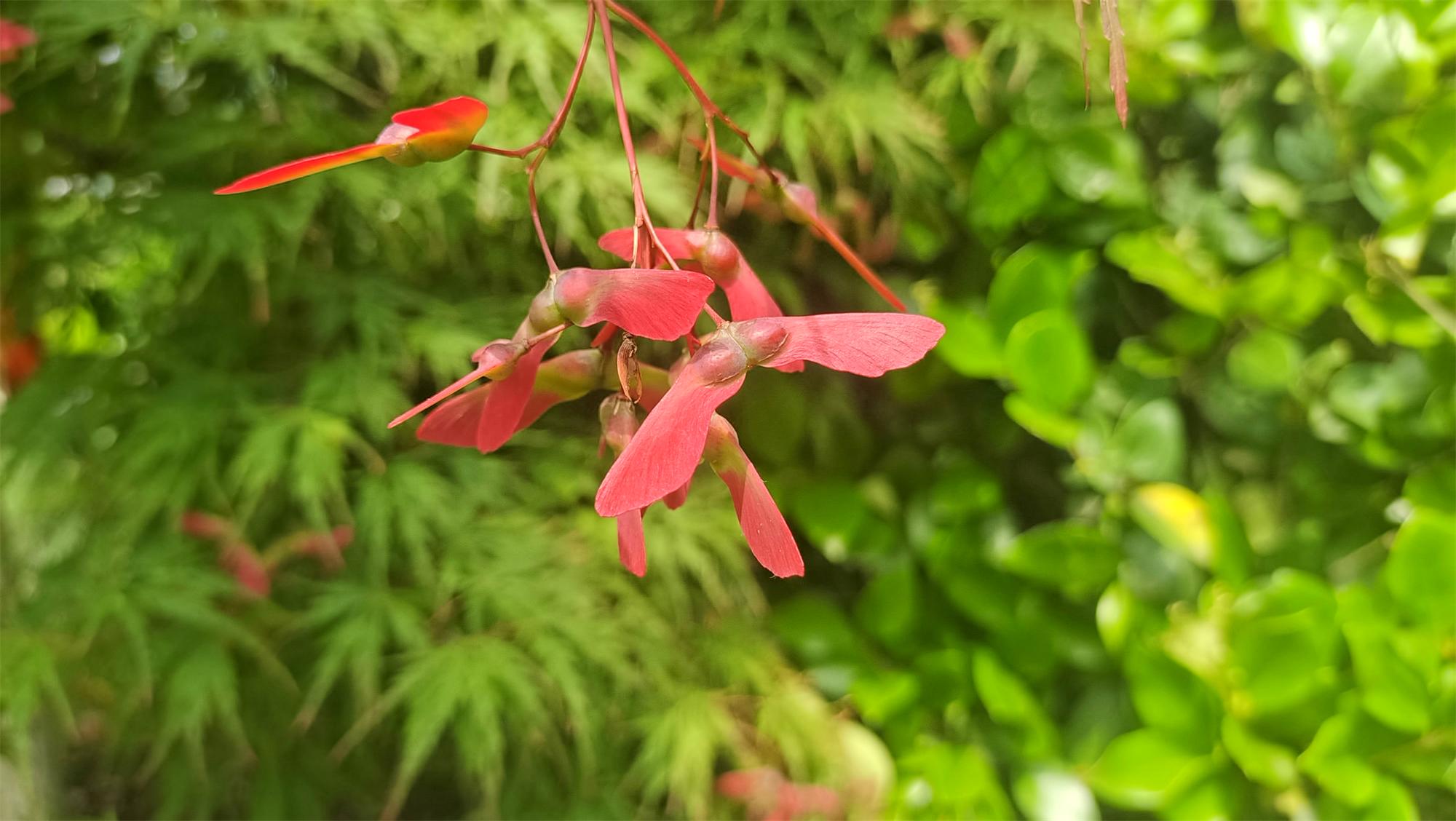 槭树的翅果有什么意义? - 知乎