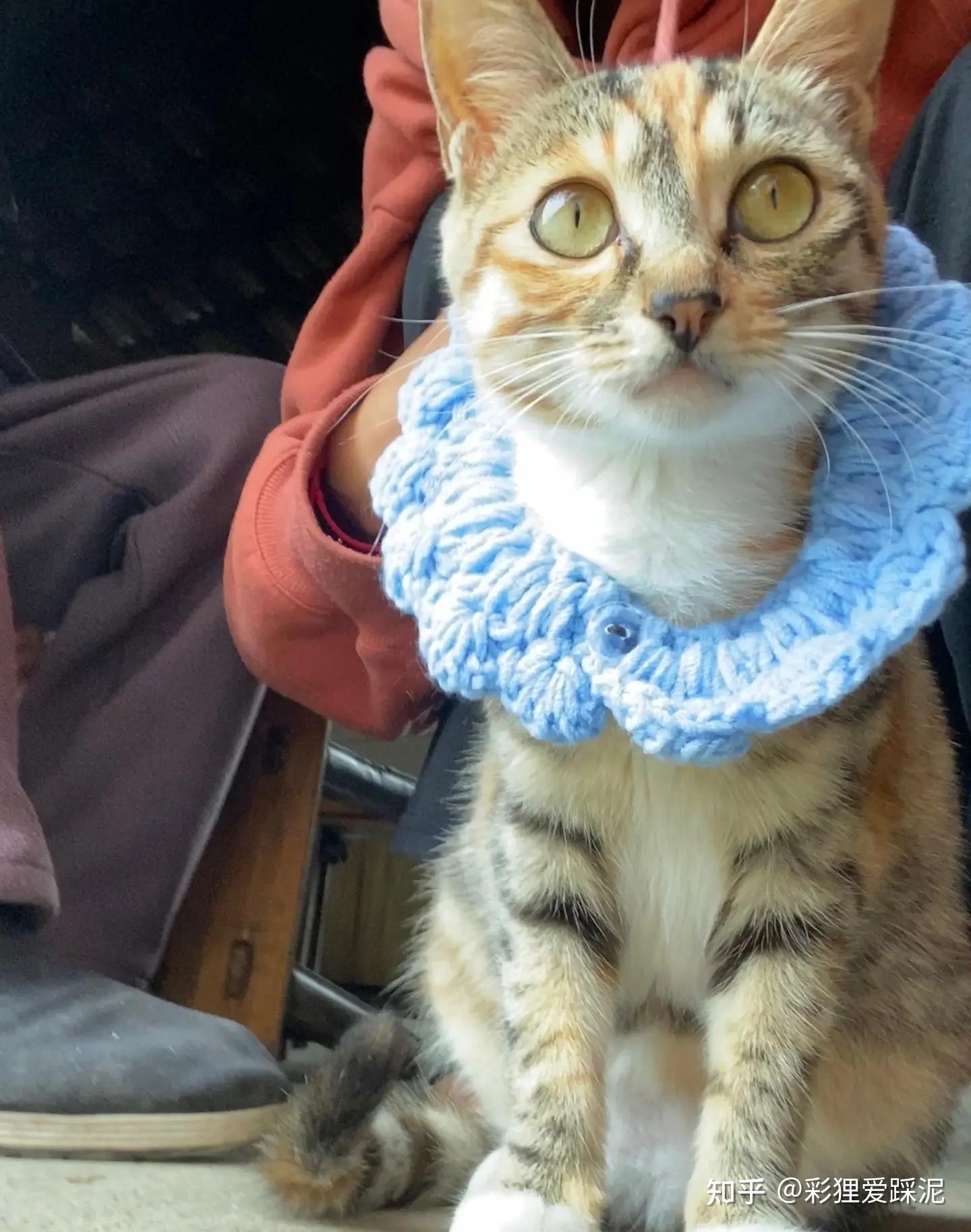 为猫做超度-道家超度口诀