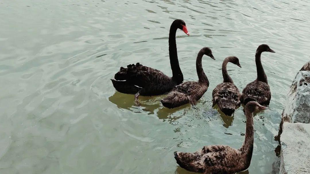 二分明月忆扬州|扬州散记