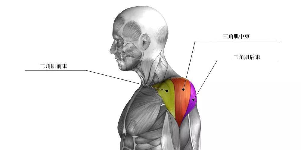 肩部肌肉完全训练指南 知乎