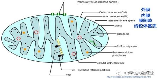 细胞生物学高频考点（十一）之线粒体的结构与化学组成内容及思维导图 - 知乎