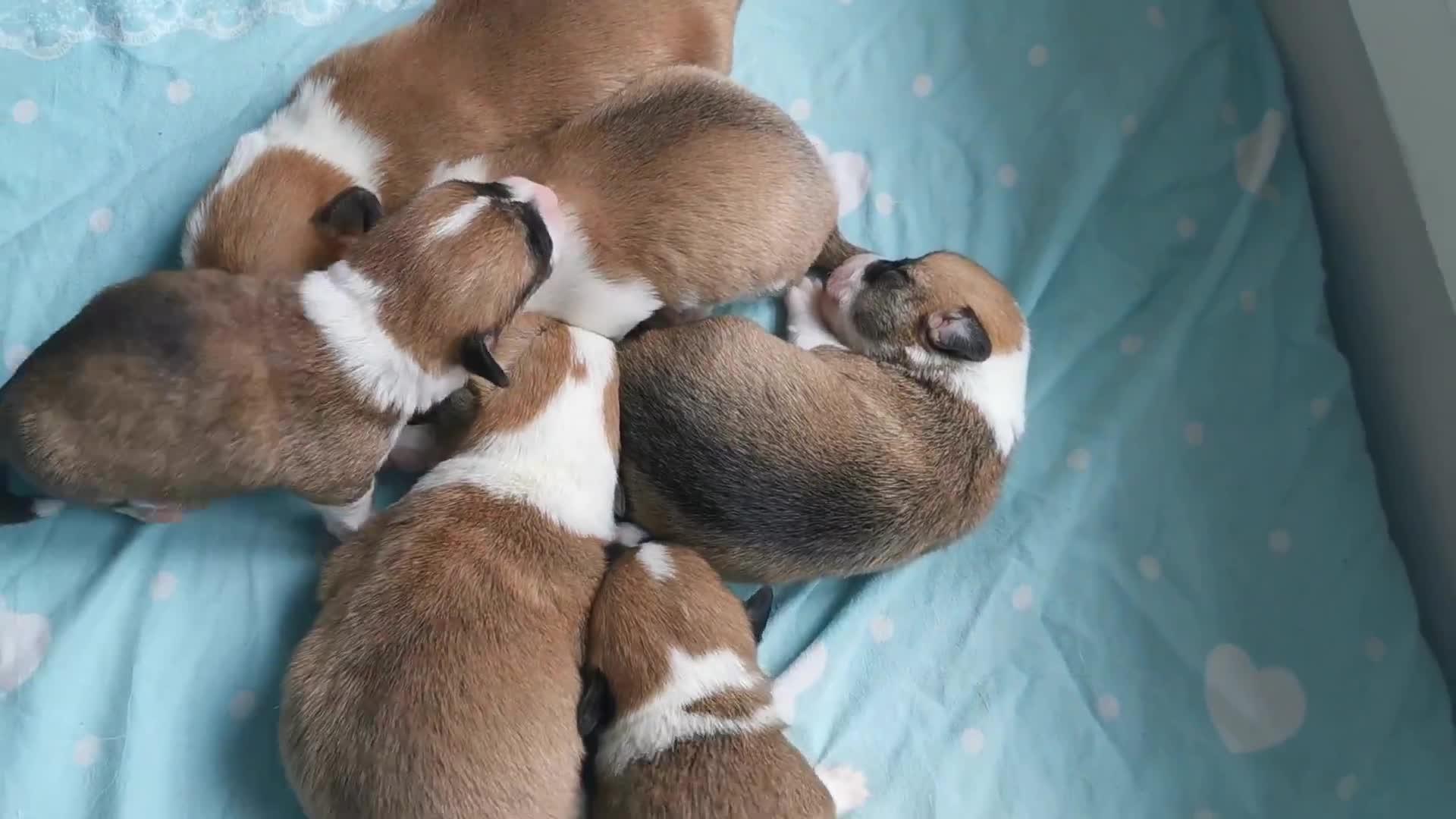 急！！刚出生三四天的小狗怎么喂养？ - 知乎