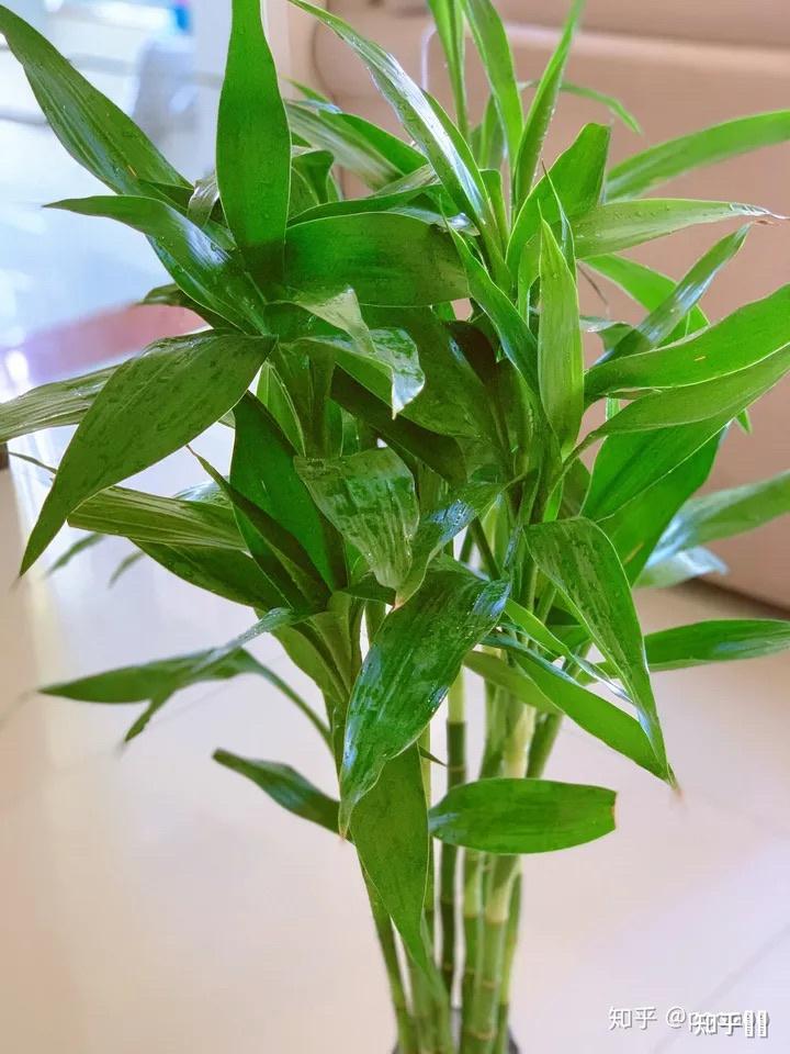 家中土培富贵竹,怎么养才能更翠绿? - 知乎