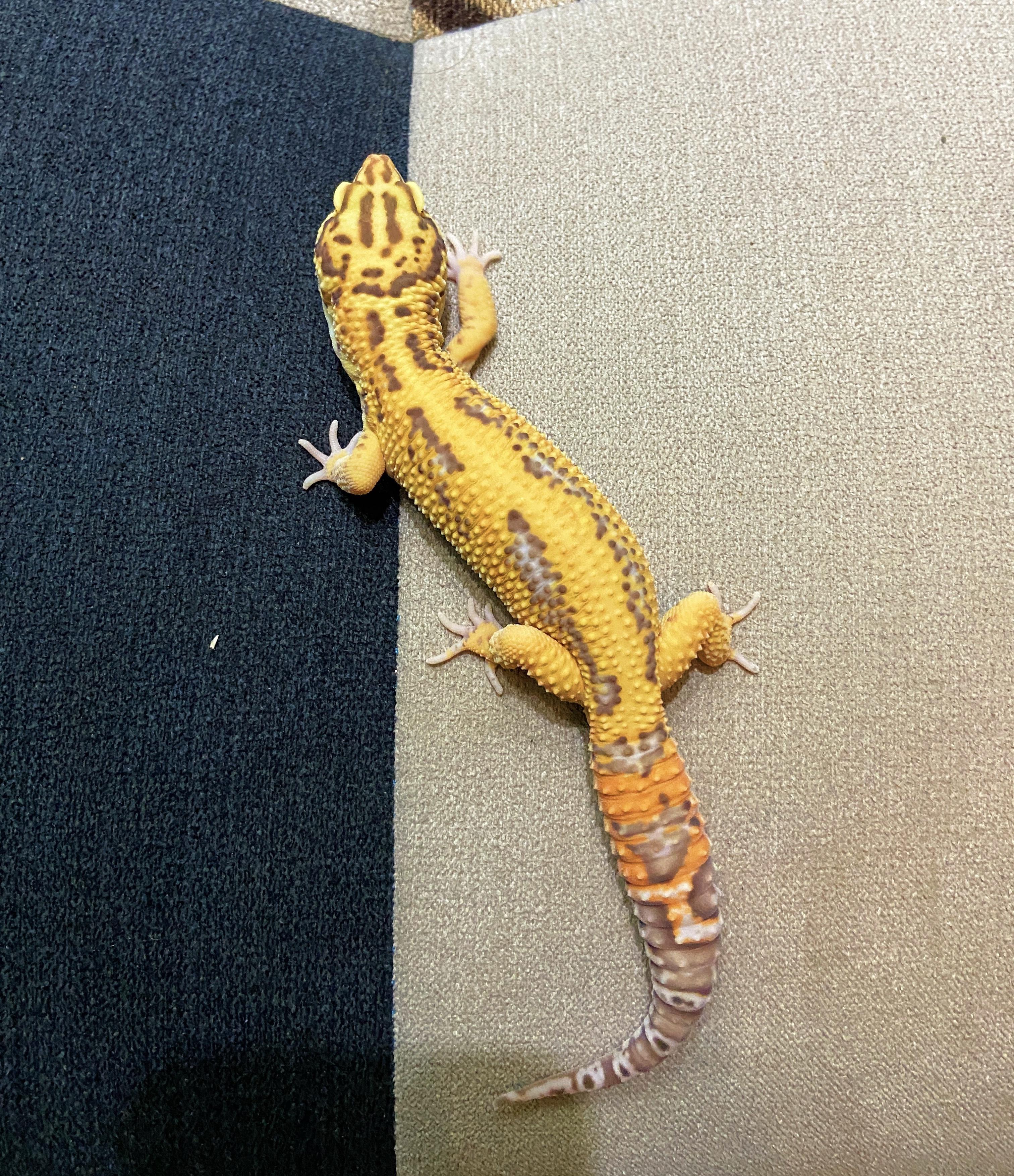 新手买豹纹守宫应该买成体的还是买小苗