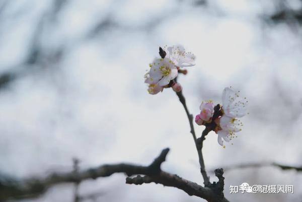 甘肃天水 带上家人朋友 去麦积新阳镇的万亩杏花林赏花 知乎