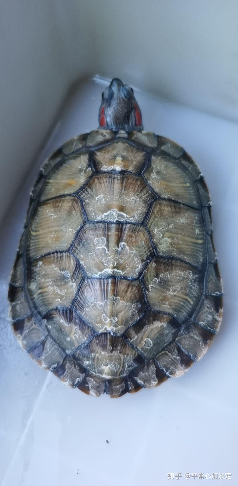 像我家乌龟这样是得了腐甲吗该怎么治啊