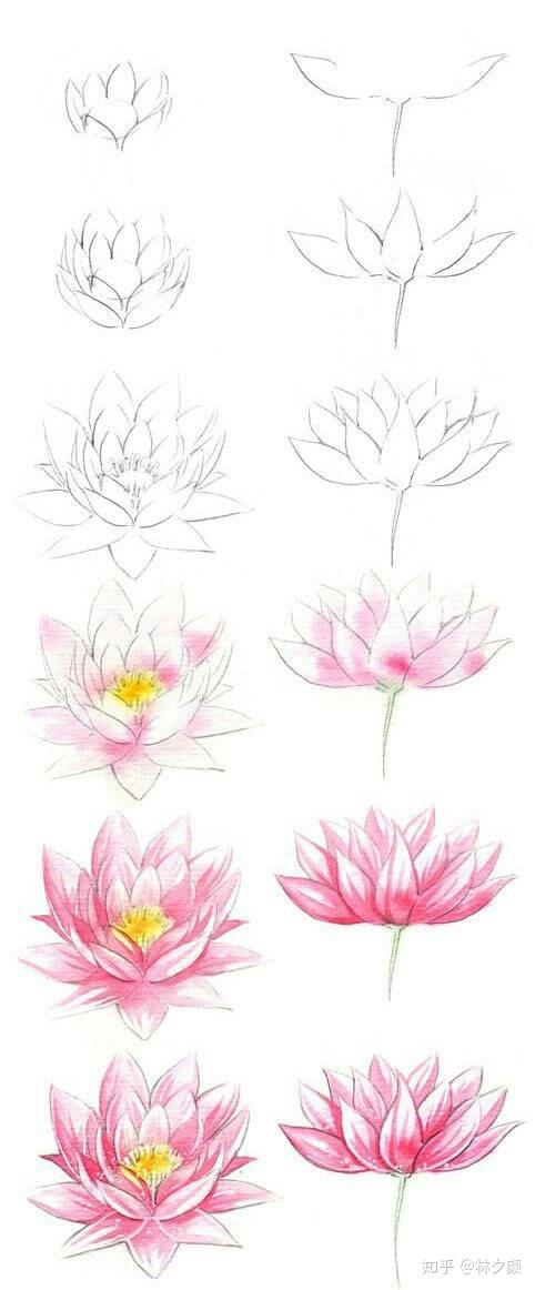 【干货】关于花的画法合集！来‘花花世界’，学画花的婀娜多姿~ - 知乎