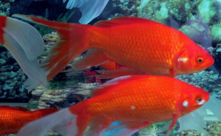 鱼种介绍:"江西三红"之万安玻璃红鲤
