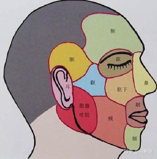 【科普】一文带你了解 口腔颌面部区域的划分和生理功能 - 知乎