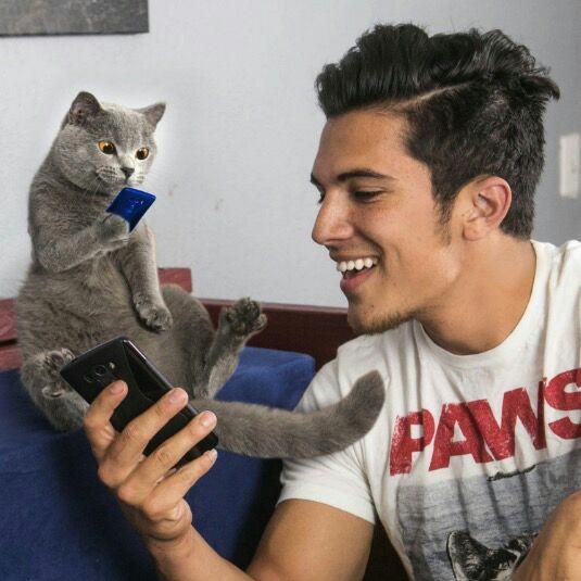 求网红猫英短michael的图片?