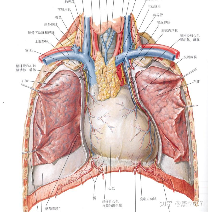 成人的胸腺的位置,具体到对应着哪些骨性标志,器官等等?