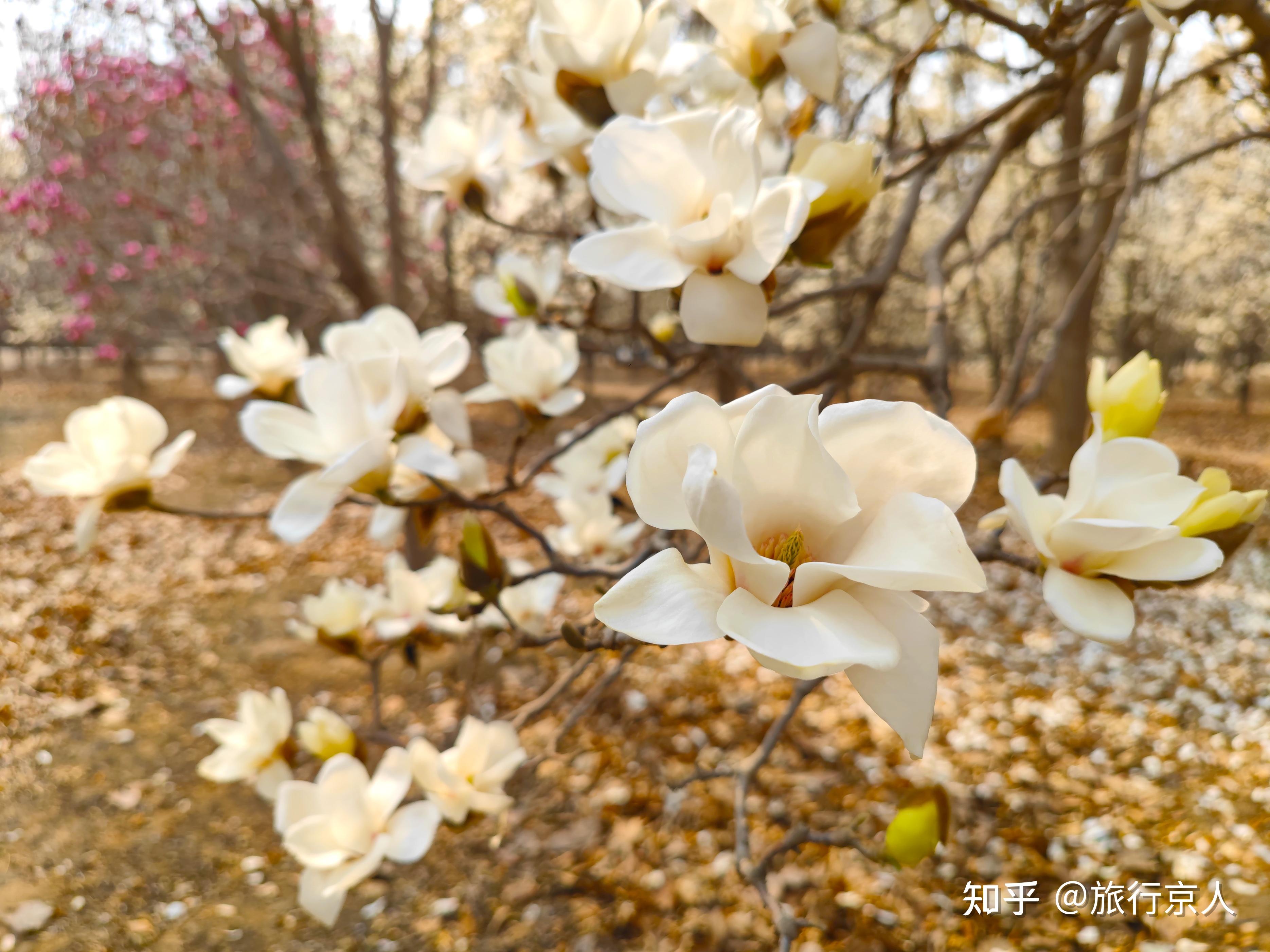 玉兰花每年的花期是在什么时候？这种花开花后最大的特点是什么？ - 知乎