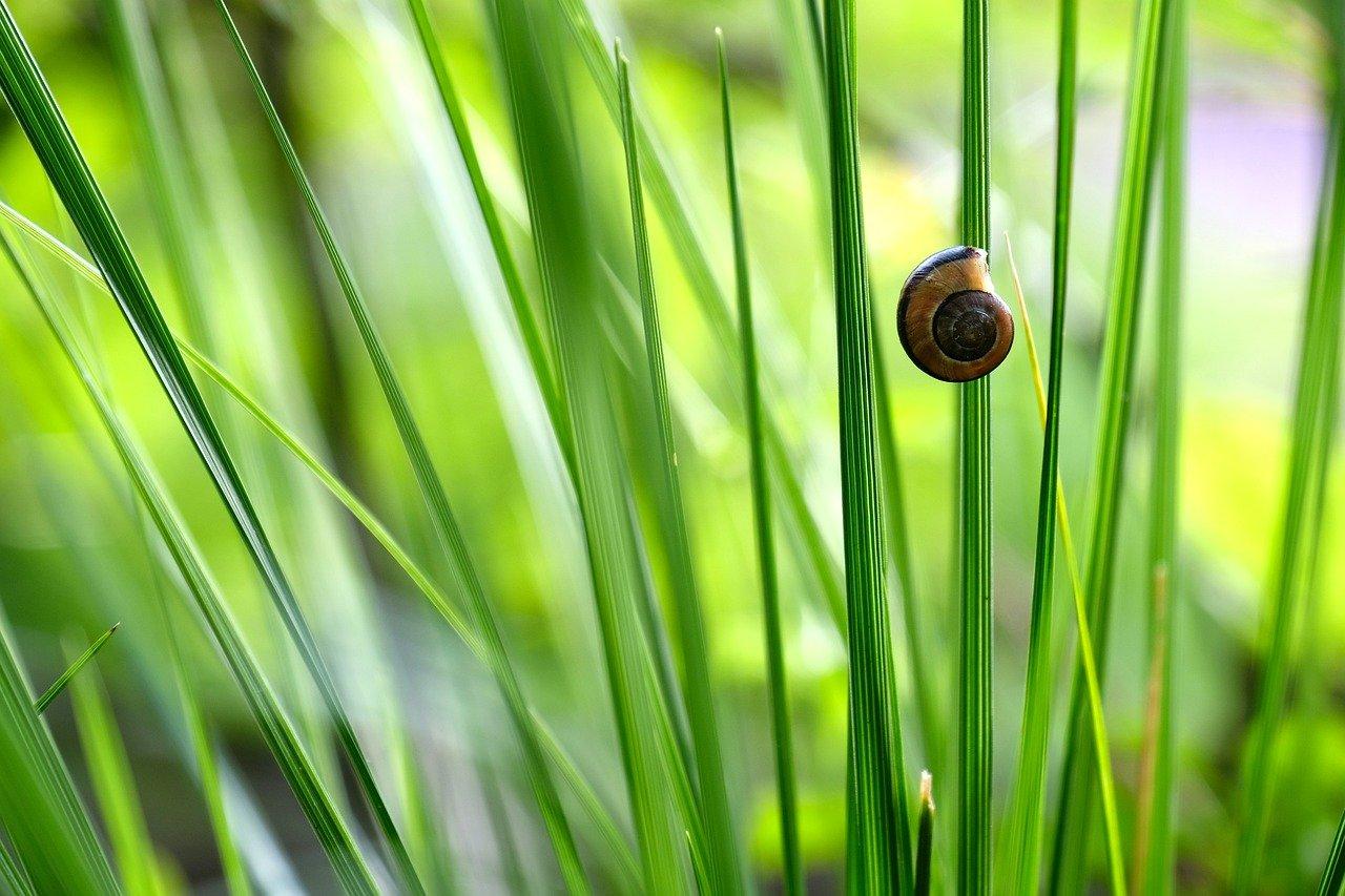 4. 根系养护技巧