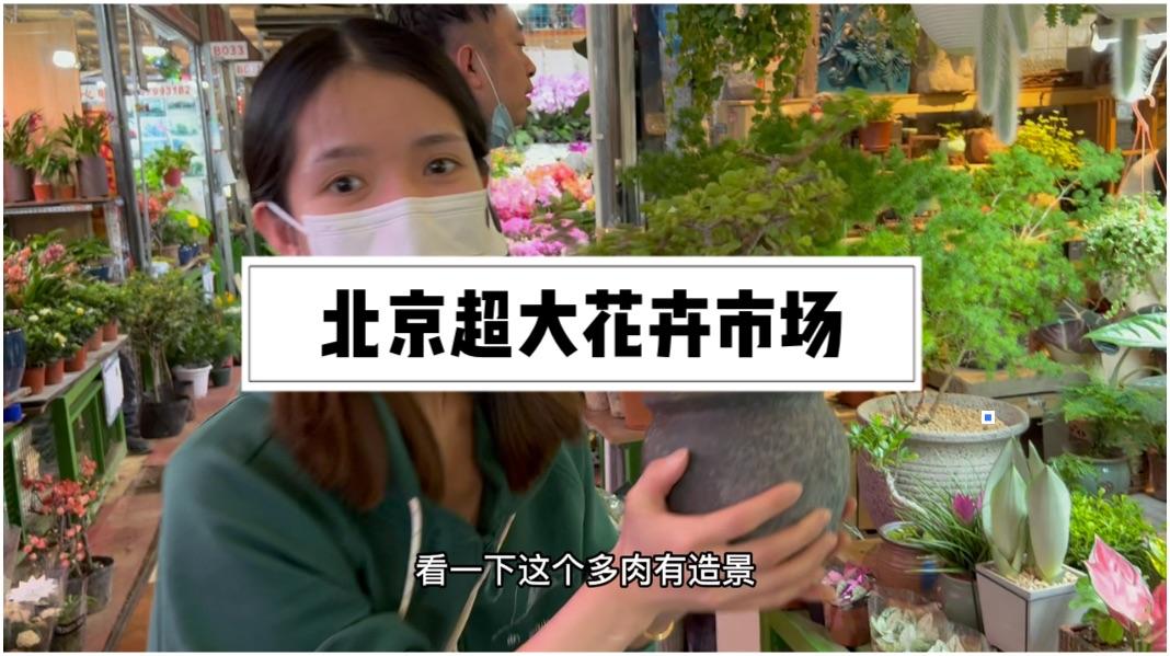 想开一家绿植店在花卉市场