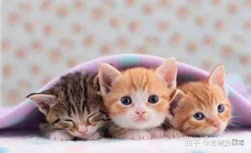 怎么看小猫会不会畸形 v2-39ce2c9448ee2b6b28fe94bfb23c7a78_r.jpg