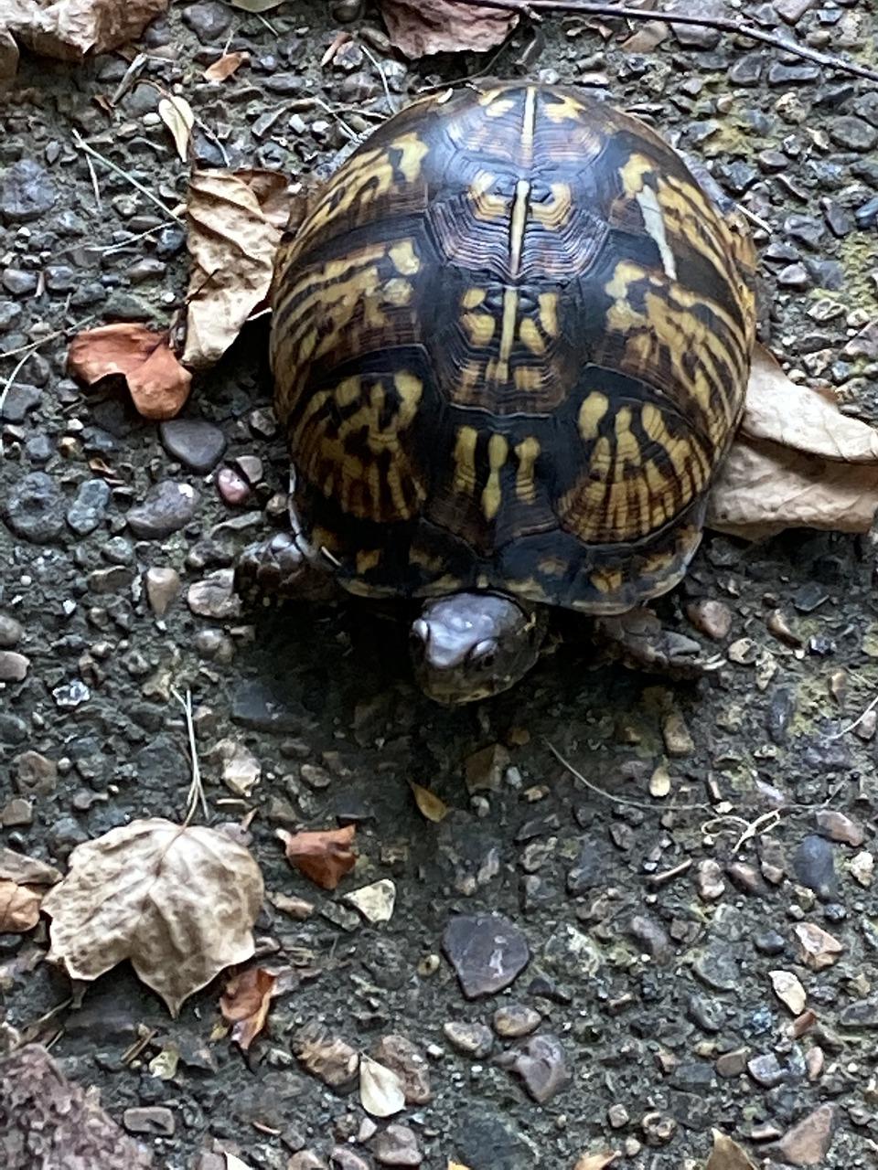 4. 比较叫声特征