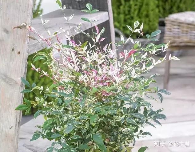 盆景十八学士之南天竹的种类鉴赏