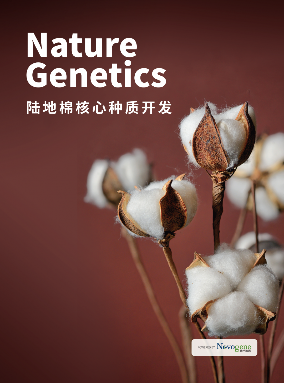 06该研究[1]首次完成了来自主要棉产国的419份陆地棉核心种质的基因组